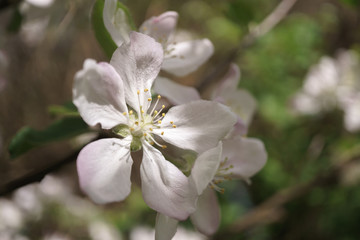 apple tree flowers blossoming in the sunny garden