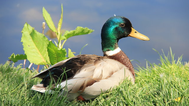 One Male Mallard Sunbathing And Relax Freedom And Simple Way Of Living 