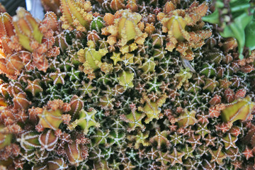 Top view variety of small cactus flower (cereus peruvianus),star pattern in garden  background
