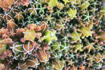 Top view variety of cactus flower (cereus peruvianus),star pattern in garden background