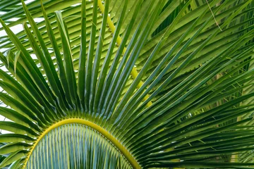 Printed kitchen splashbacks Close up detail of palm fronds on a sunny day  