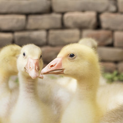 Fluffy Goslings in a Backyard. Adorable Baby Animals