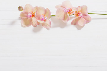 orchids on white wooden background