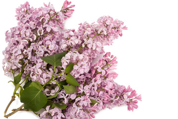 Flowering branch of lilac isolated on white