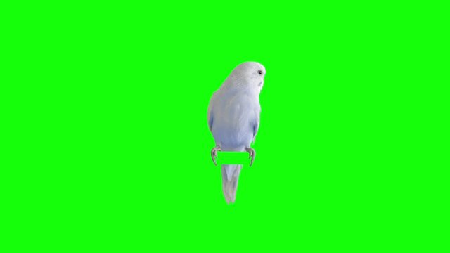 A parrot stands on a branch. Chroma Key