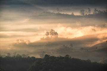 Tree on hill in foggy at dawn