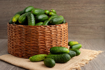 Harvest of cucumbers in a basket. A lot of fresh green cucumbers in a large wicker basket. Collecting vegetables.