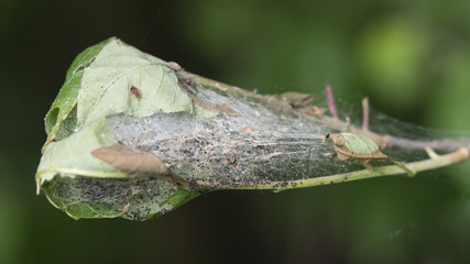 Protective fibers protecting caterpillars on a twig.