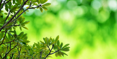 Green leaf on nature green bokeh background with natural light