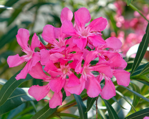 pink oleander flowers closeup