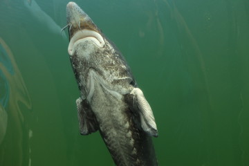 European sturgeon in pond in Velehrad, Czech republic