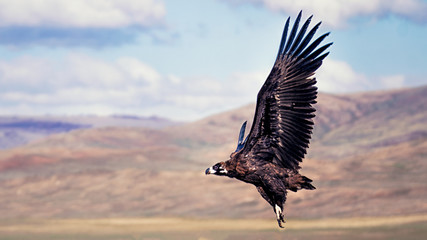 vulture takes off in the desert in Mongolia