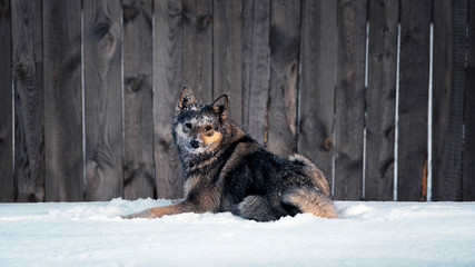 a village dog on the snow near the fence