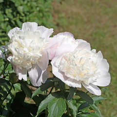 Pfingstrosen, Paeonia