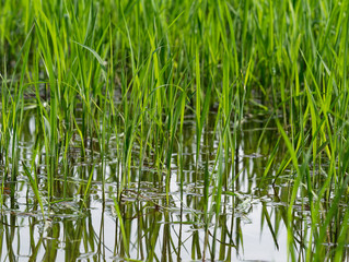Young green rice plant with reflection in close up in Ayutthaya province, central part of Thailand, with sky background