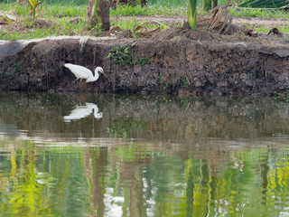 White great egret bird stalking and wading for hunting fish by fish pond in fish farm with reflection in water