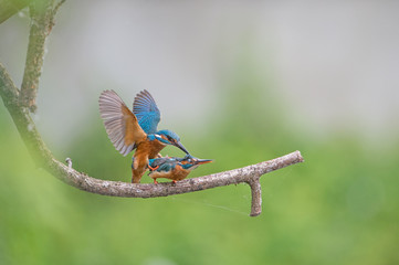 Eisvögel bei der Paarung