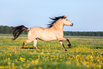 Horse running on a meadow.