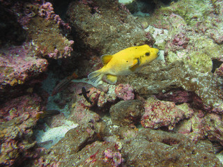 Fototapeta na wymiar yellow puffer fish, Blowfish among corals