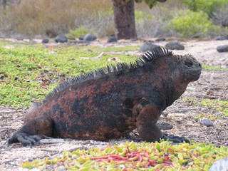 Galapagos land iguana endemic Galapagos, Ecuador