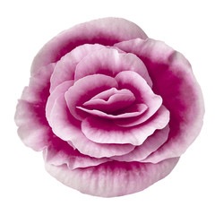 Obraz premium Flower eggplant white begonia isolated on white background. Close-up. Element of design.