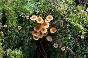 Golden trumpet (Xeromphalina campanella), wild mushroom from Finland