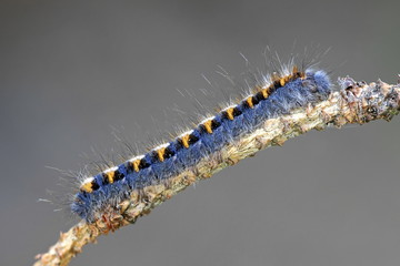 Northern oak eggar caterpillar, Lasiocampa quercus