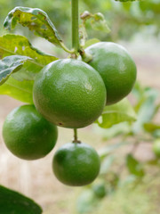 Fresh green lime, main ingredient in asian dish or food, on tree branch over blurred farm and garden background
