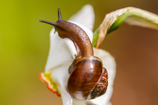 Snail ordinary. Close-up, blurred background. Snail on a flower. Macro mode. Wildlife.