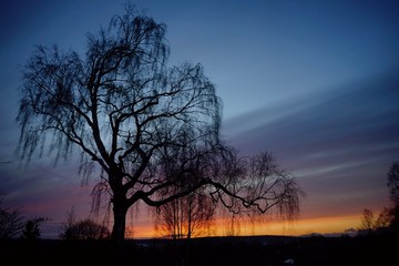 Baum im Sonnenuntergang 