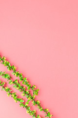 Color paper background with flowering barberry