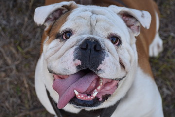 Fototapeta premium Dog