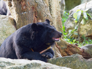 Obraz na płótnie Canvas Asiatic black bear resting on rocks in close up over nature background