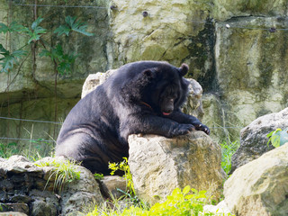 Asiatic black bear resting on rocks in close up over nature background