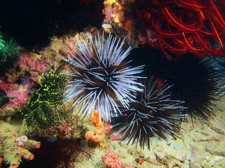 Sea urchin