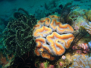 Obraz premium Stone coral
