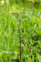 weed brennessel in grass