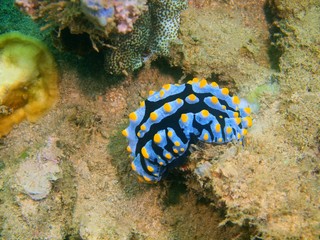 True sea slug