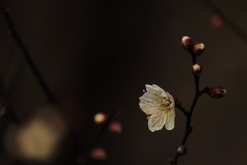 plum blossoms