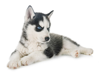 puppy siberian husky © cynoclub