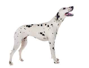 dalmatian in studio