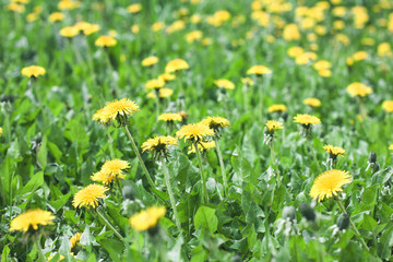 Green meadow with yellow dandelion flowers summer background
