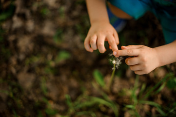 Cute little child hands touching a blown dandelion