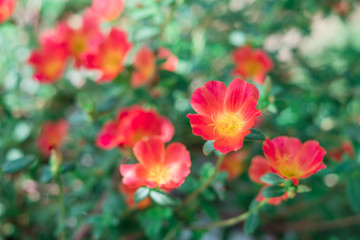 Common Purslane, Verdolaga, Pigweed, Little Hogweed, Pusley. Pink flower.