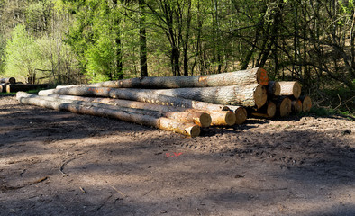 Holzstämme