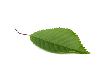 Fototapeta premium Kirschbaum Blatt