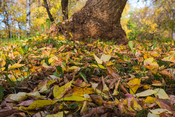Tree trunk in the autumn Park
