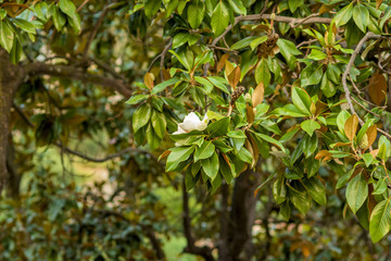 Branches of a blooming white magnolia