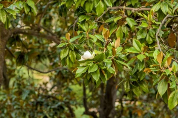 Photo sur Plexiglas Magnolia Branches of a blooming white magnolia