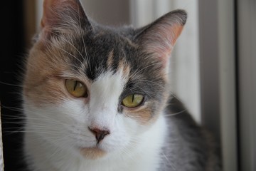 Portrait of a cat. Cat on the windowsill